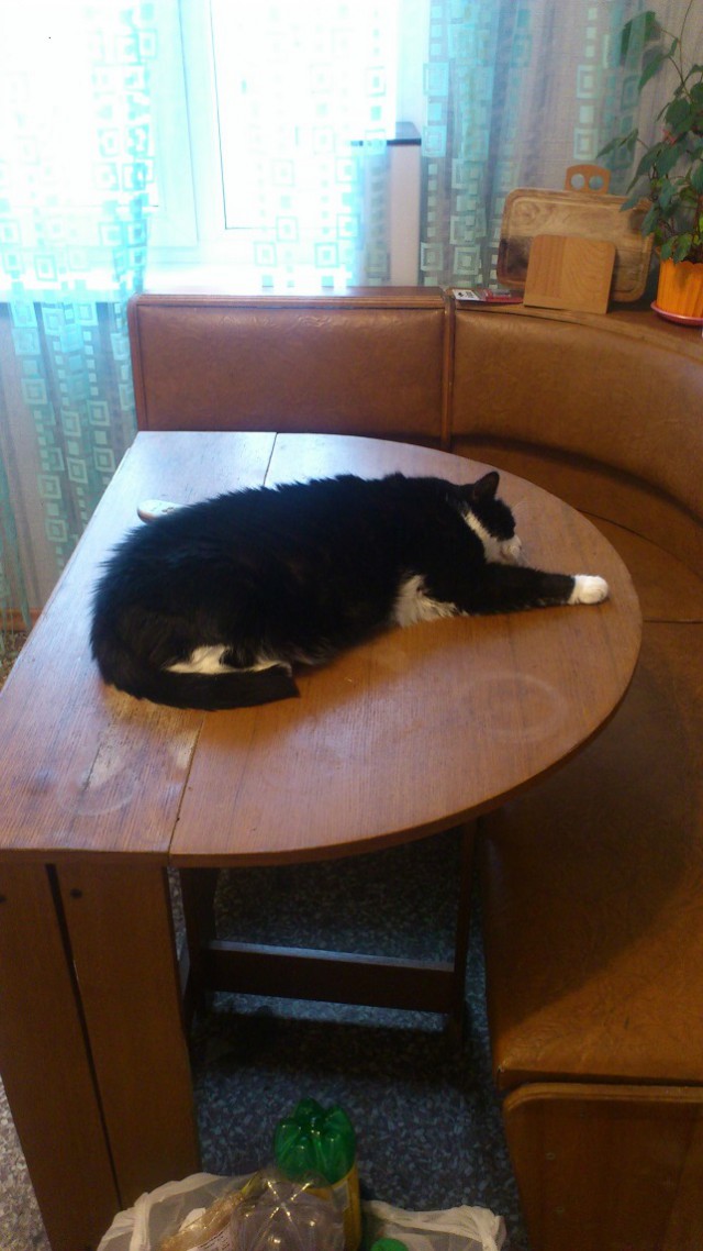 Котовторник 30.09.2014