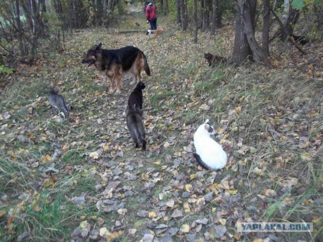 Жизнь домашнего приюта для котеек 30