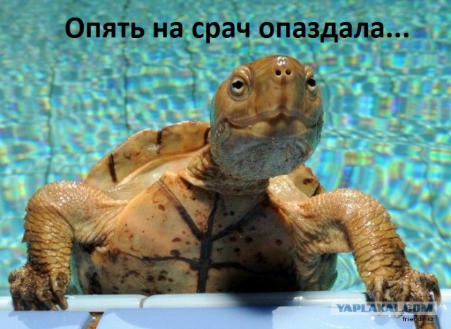 Ксенонисты