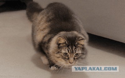 Котовторник