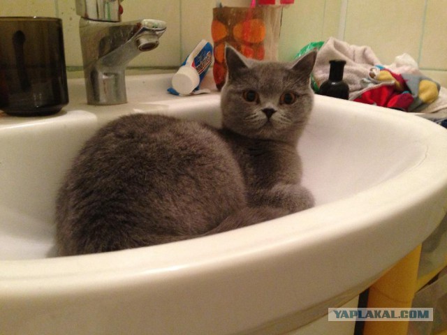 Котовторник (история замечательной котэ) Ириски!