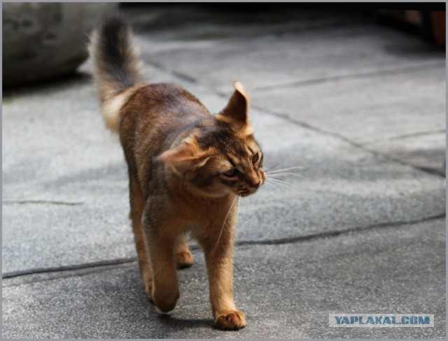 Котовторник 12.03.13