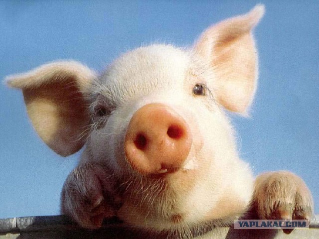 24 причины завести мини-свинью