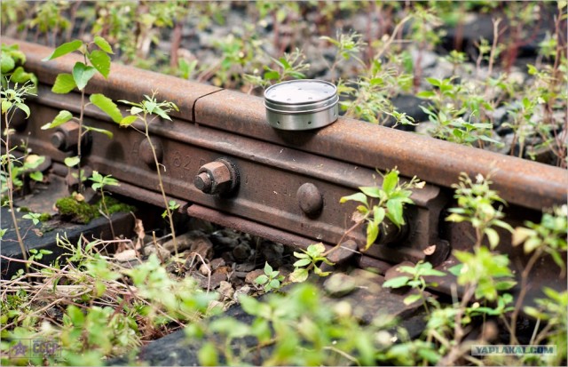 Центр кинологической службы Упр-ния на транспорте