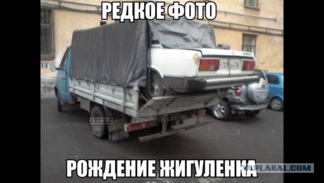 В мире животных