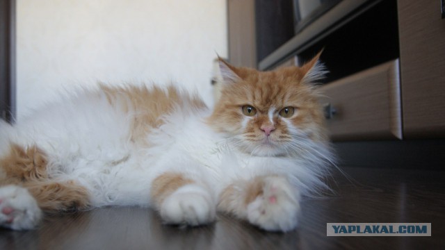 Котовторник