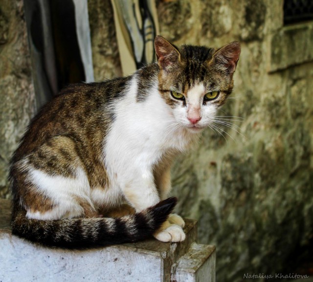 Котовторник 7.07.2015