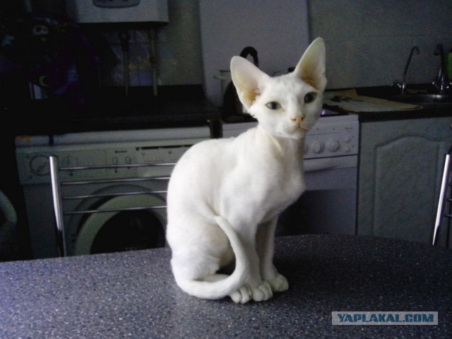 Котовторник 28.07.2015