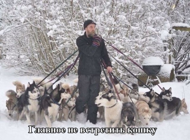 Веселые картинки