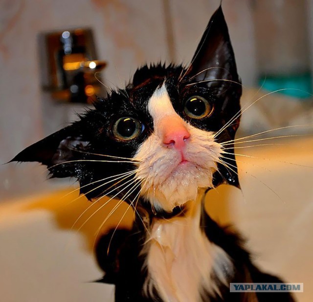 Котовторник