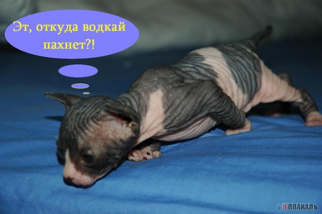 Праздничное зверье