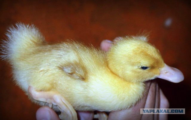 Сельскохозяйственный эксперимент ч. 7