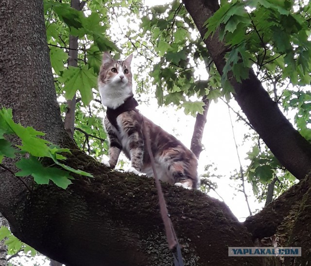 Котовторник 30.05.2017