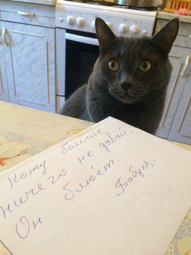 Коты и Кошки