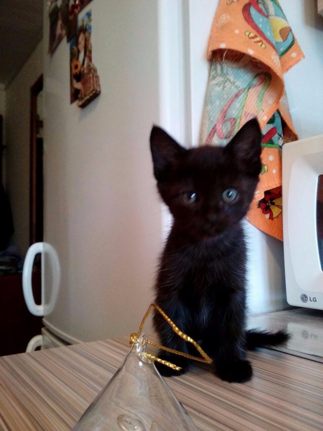 Коты и Кошки