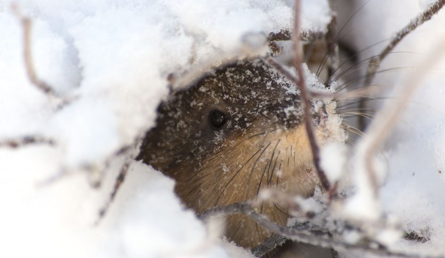 Просто Природа