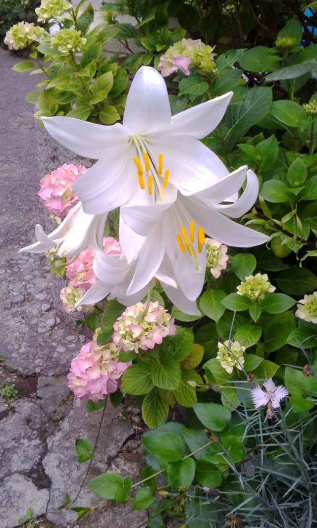 Просто Природа