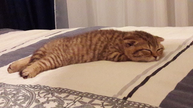 Котовторник 9.01.2018