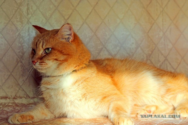 Екатеринбург и СО. Рыжий кот ищет дом
