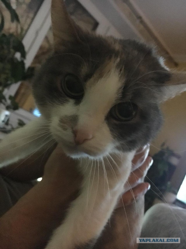 Котовторник 13.03.2018