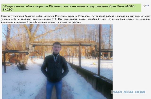 В Красноярске во дворе школы стая собак напала на 9-летнюю девочку