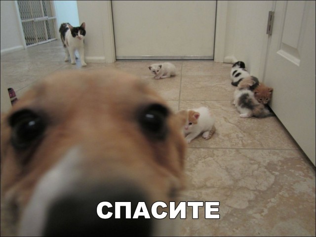 Нестандартный юмор