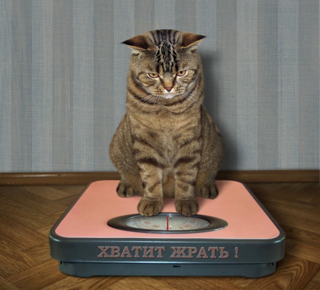 С котом по жизни