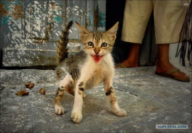 Котовторник на ЯПлакалъ