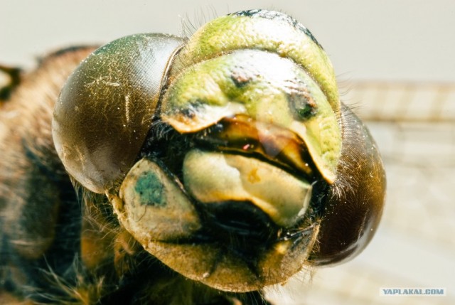 Макро портреты насекомых (11 фото)