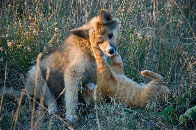 Кошки или собаки?