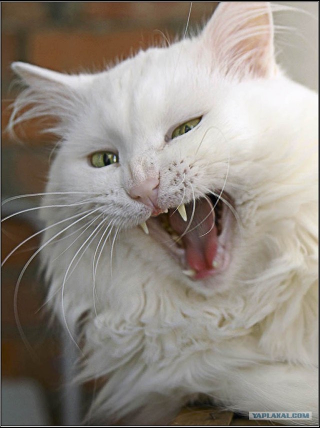 Котовторник на 6 июля