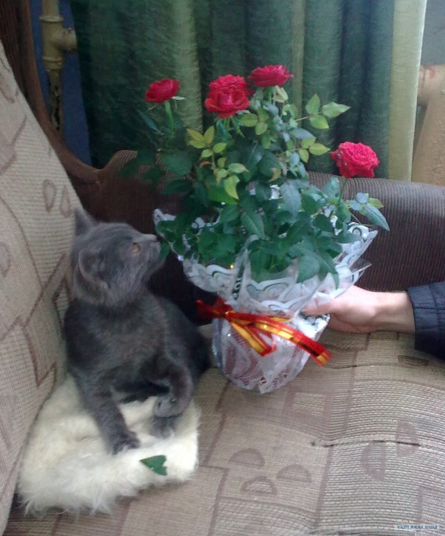 Коты, кошки и котята