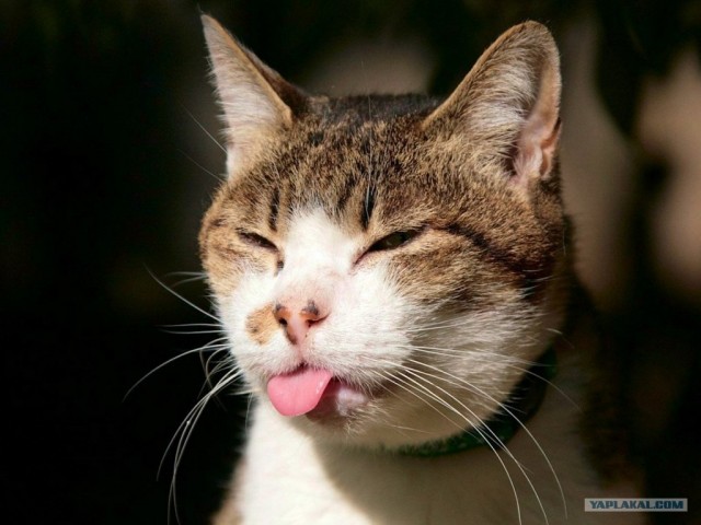 Котейкин вторник! Космический 12.04!
