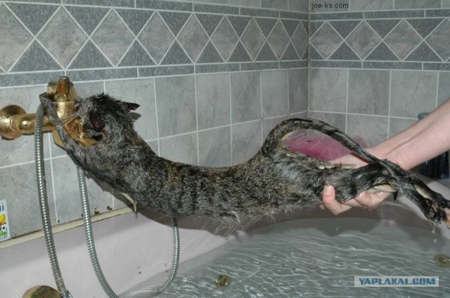 Котовторник