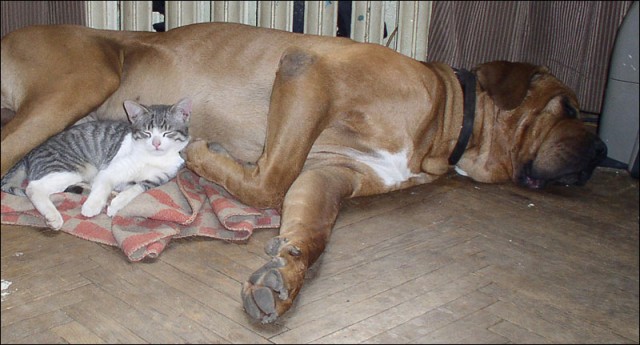Котовторник с Максом
