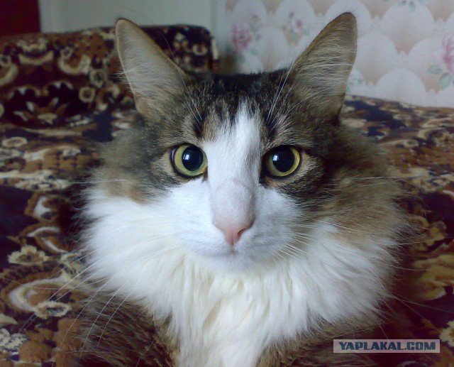 Для чего созданы коты