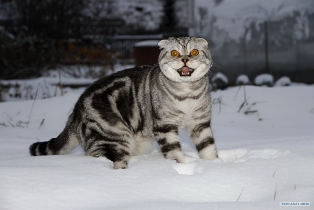 Котовторник 1.11.11