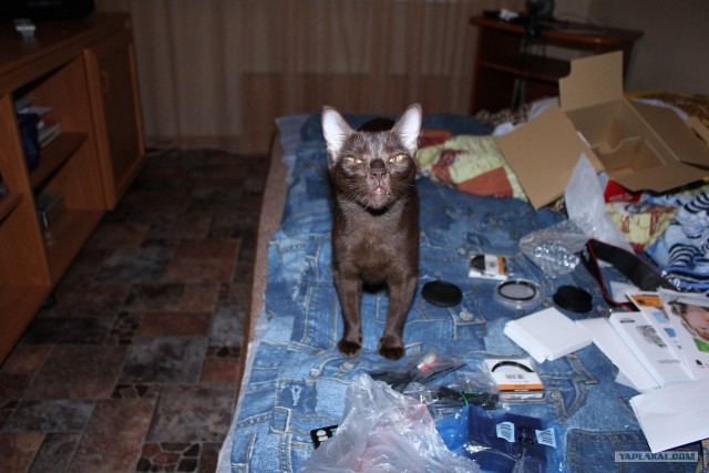 Котовторник 22.11.11