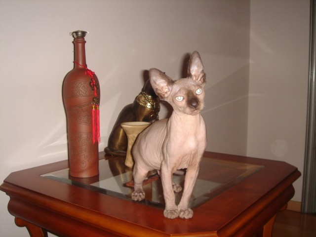 Котовторник (24. 01. 2012 )