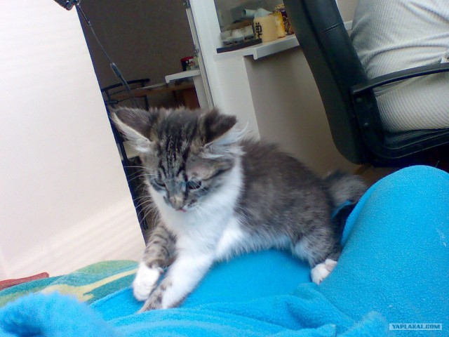 КОТОВТОРНИК (6.03.2012)