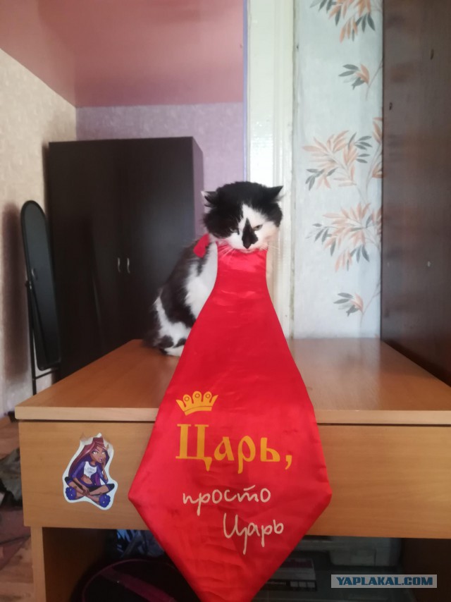 Мой кот не умеет нормально сидеть