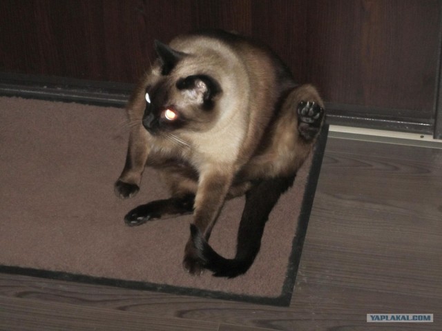 Новогодний Котовторник 01.01.2013