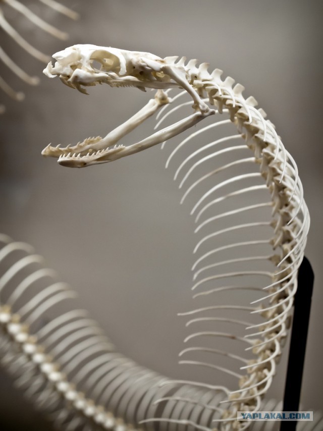 Уникальное открытие гигантского скелета в Таиланде