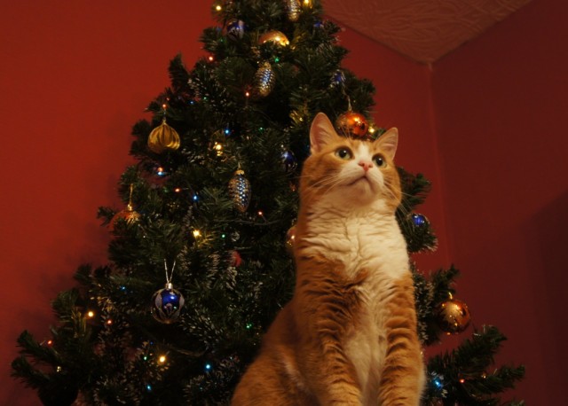 Котовторник 19.02.2013