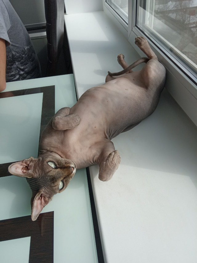 Котовторник 19.03.2019