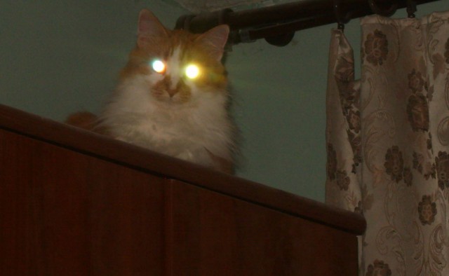 Чо, поцоны? Котовторнег?!
