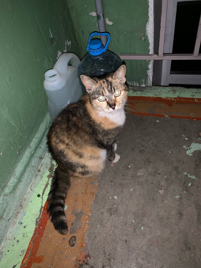 Забавные фото котеек