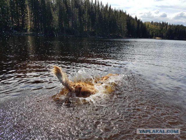 Знакомство овчарки с открытой водой