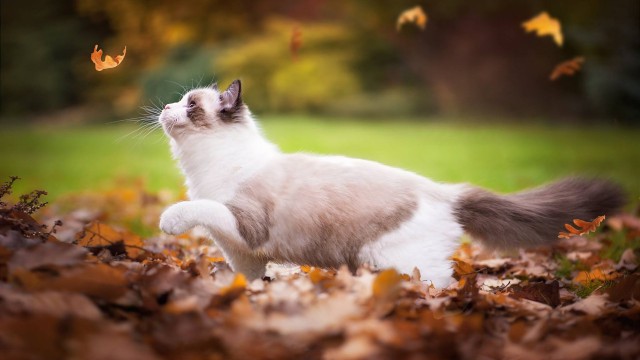 Котовторник! начнем? 04.06.19