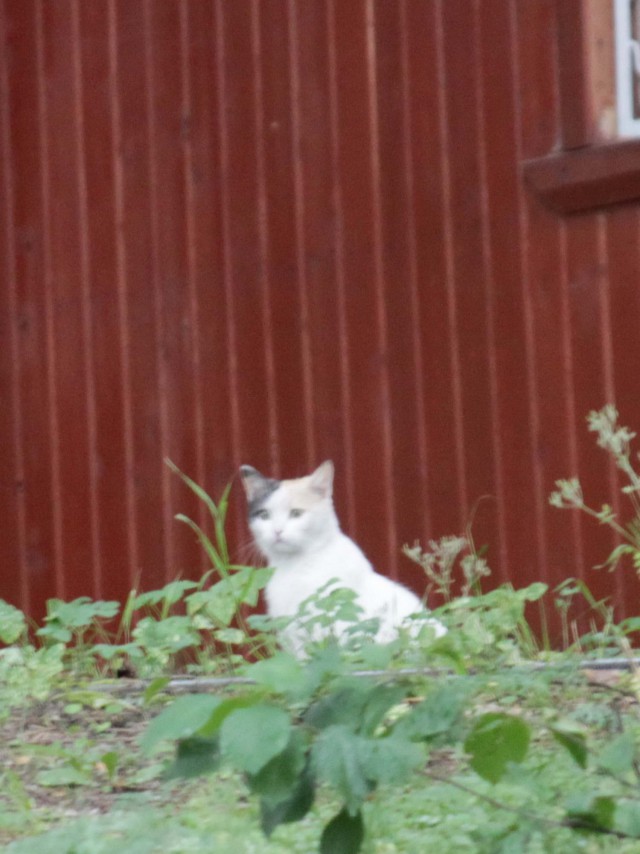 Котовторник 18.06.2019